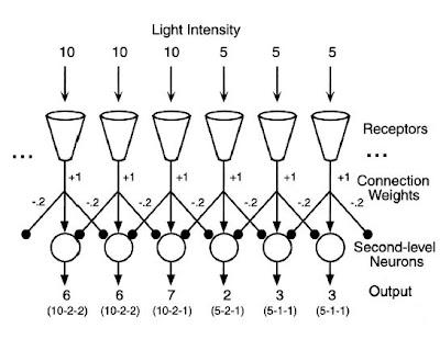 It's Wei's Space. Lateral inhibition(側抑制)